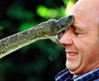 Что делать при встрече со змеей
